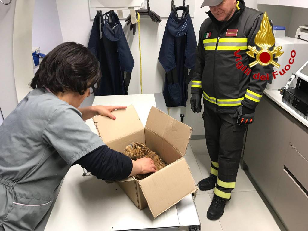 gufo salvato vigili del fuoco