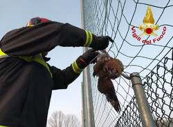 gufo salvato vigili del fuoco