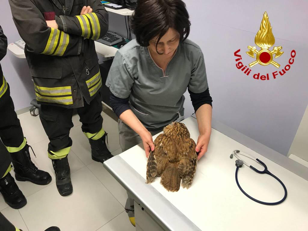 gufo salvato vigili del fuoco