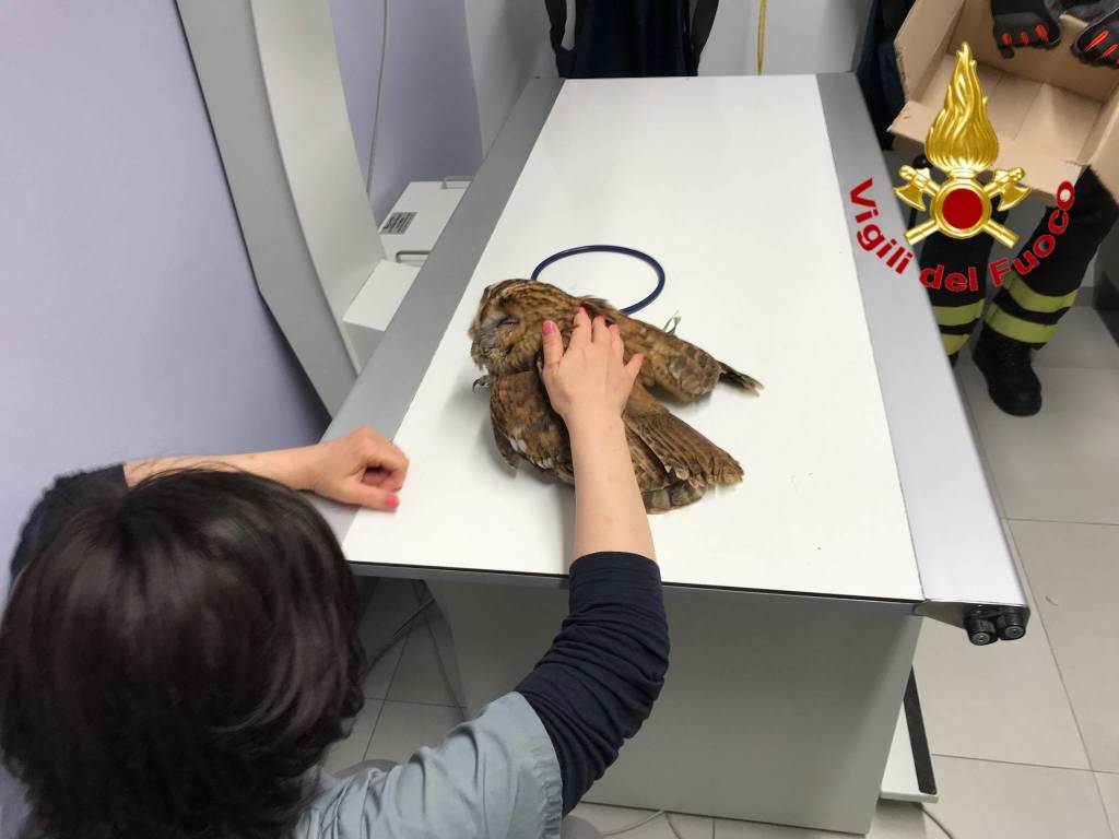 gufo salvato vigili del fuoco