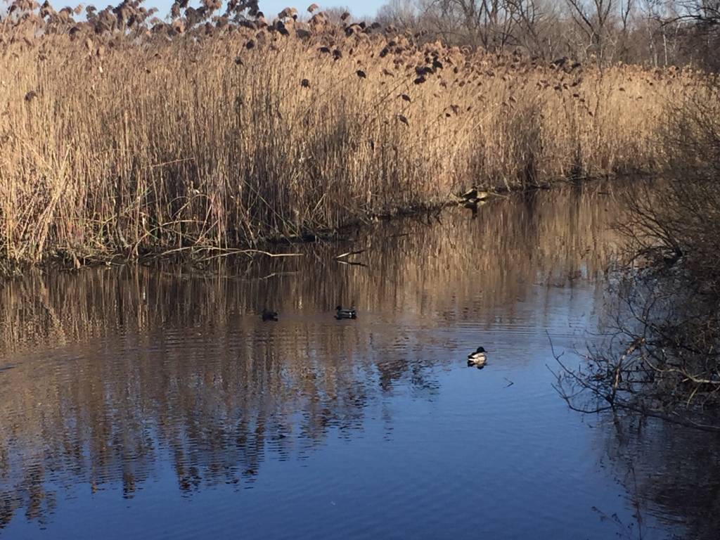 Oasi della Bruschera