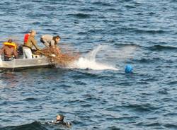 La posa della \"nursery\" per i piccoli persici