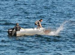 La posa della \"nursery\" per i piccoli persici