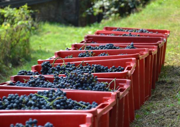 Don Antonio Mazzi presenta il vino della Collegiata 2017