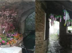 garbiolo in fiore