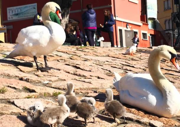 Cigni a porto ceresio