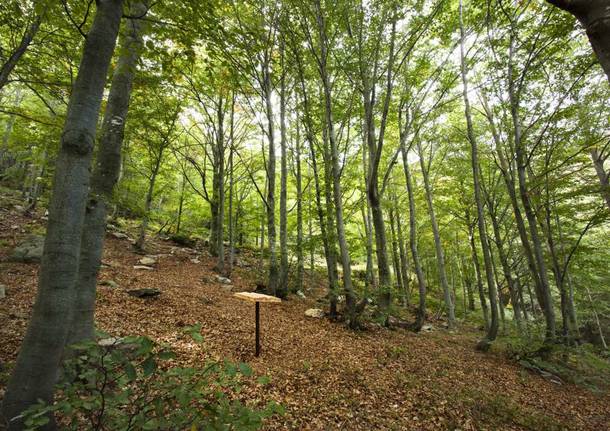 Una montagna di boschi