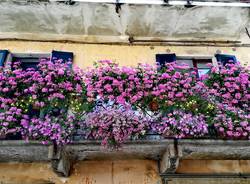 angela boschiroli azzate balcone fiorito