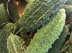La fattoria del bricco a Luino, dove si coltivano verdure giapponesi 
