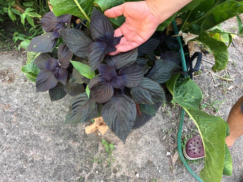 La fattoria del bricco a Luino, dove si coltivano verdure giapponesi 