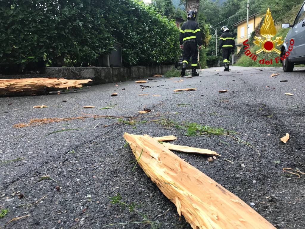 Abete colpito da un fulmine a Musadino