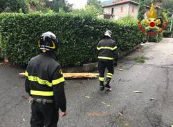 Abete colpito da un fulmine a Musadino