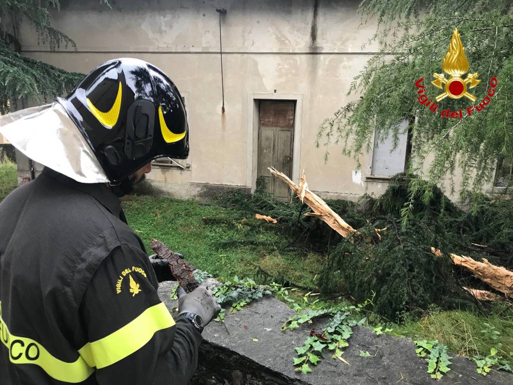 Abete colpito da un fulmine a Musadino