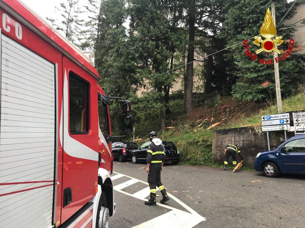 Abete colpito da un fulmine a Musadino