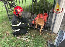 Il salvataggio del capriolo