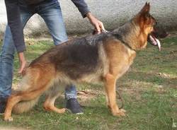 cane pastore tedesco