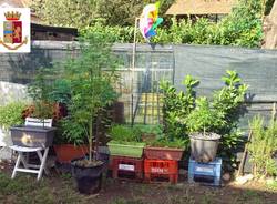 coltivazione marijuana giardino omegna varesino