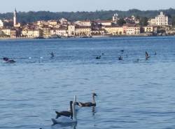 Traversata Angera Arona 2019