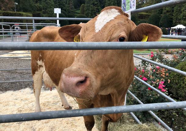 Agrivarese 2019, il taglio del nastro ai Giardini Estensi di Varese