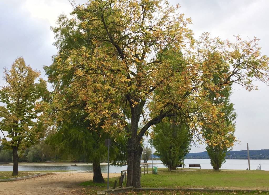 Autunno ad Angera, aspettando il foliage