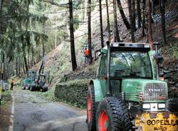 Iniziato il taglio dei pini di Lozzo