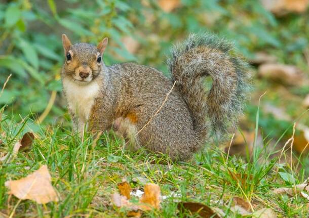 scoiattolo parco castello stefania melzi legnano legnanonews 1