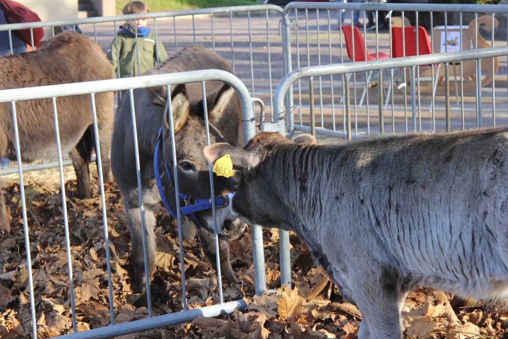 Mercatino di Natale a Porto Valtravaglia 
