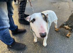 La benedizione degli animali: top 2020