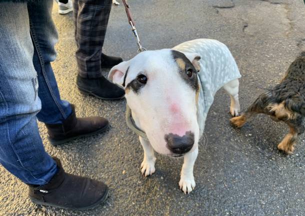 La benedizione degli animali: top 2020