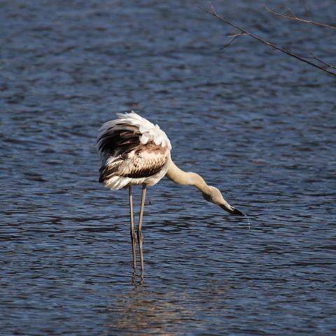 fenicottero germignaga luino