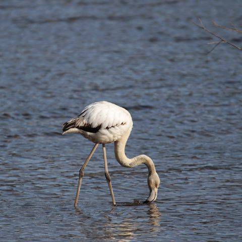 fenicottero germignaga luino