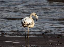 fenicottero germignaga luino