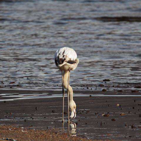 fenicottero germignaga luino