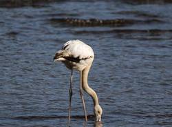 fenicottero germignaga luino