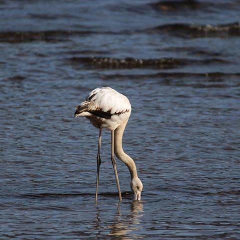 fenicottero germignaga luino