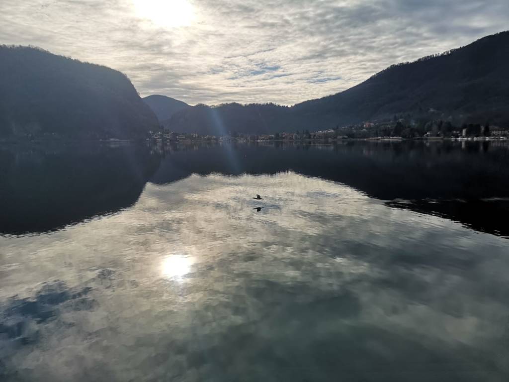 lago ceresio cormorani