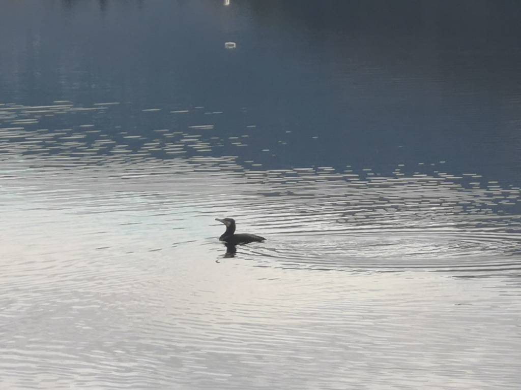 lago ceresio cormorani