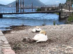 cigni lago maggiore 