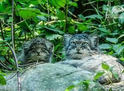 gatto di pallas la torbiera