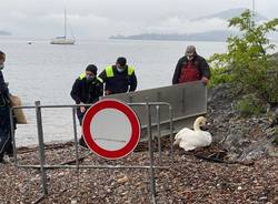 cigni lago maggiore laveno