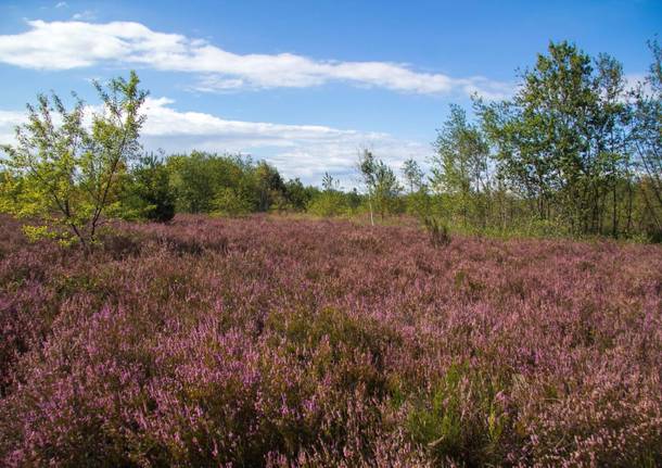 Parco del Ticino generica