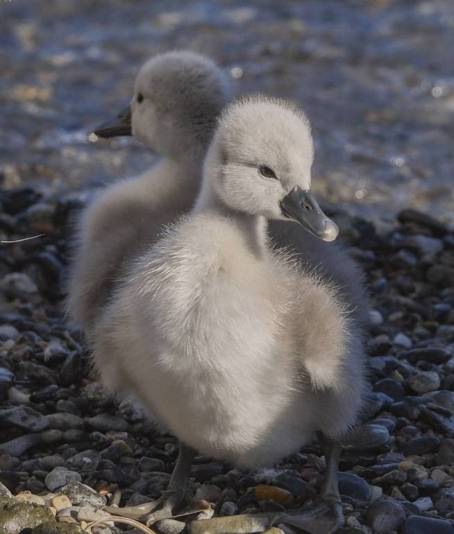 Piccoli cigni a Luino