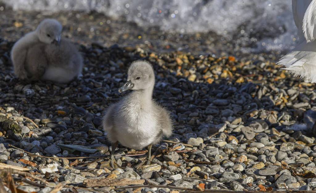Piccoli cigni a Luino