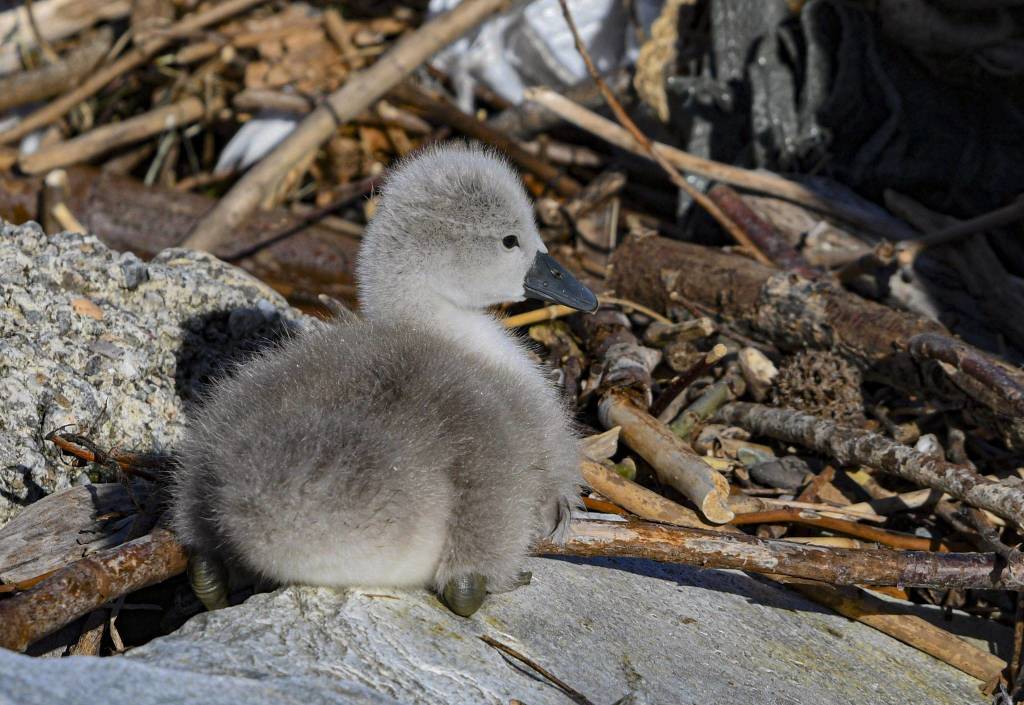 Piccoli cigni a Luino
