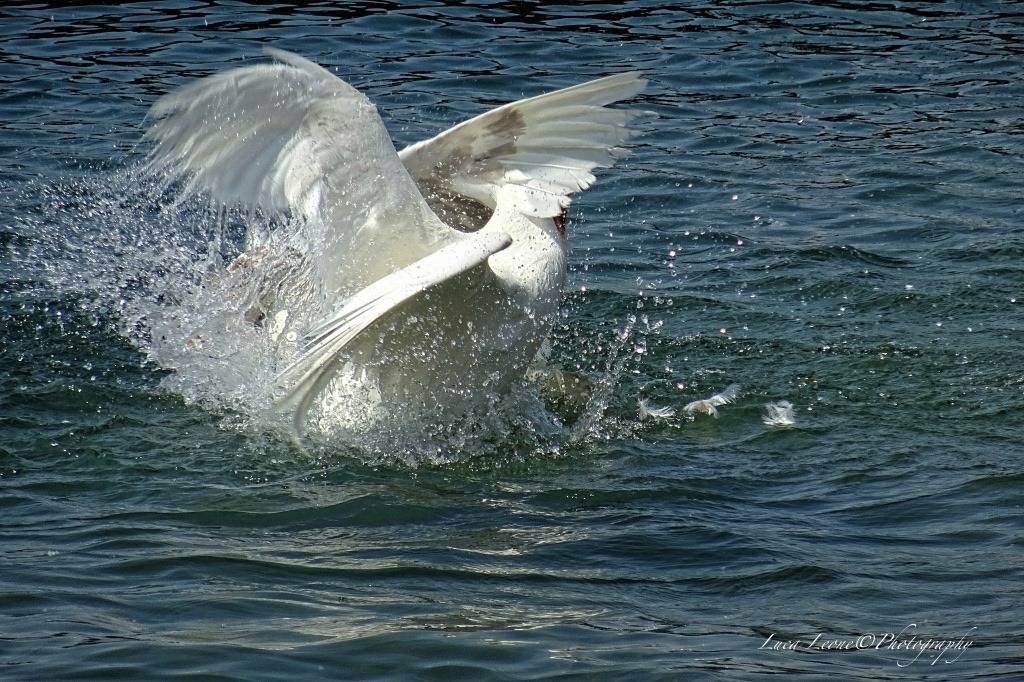 primavera lago maggiore