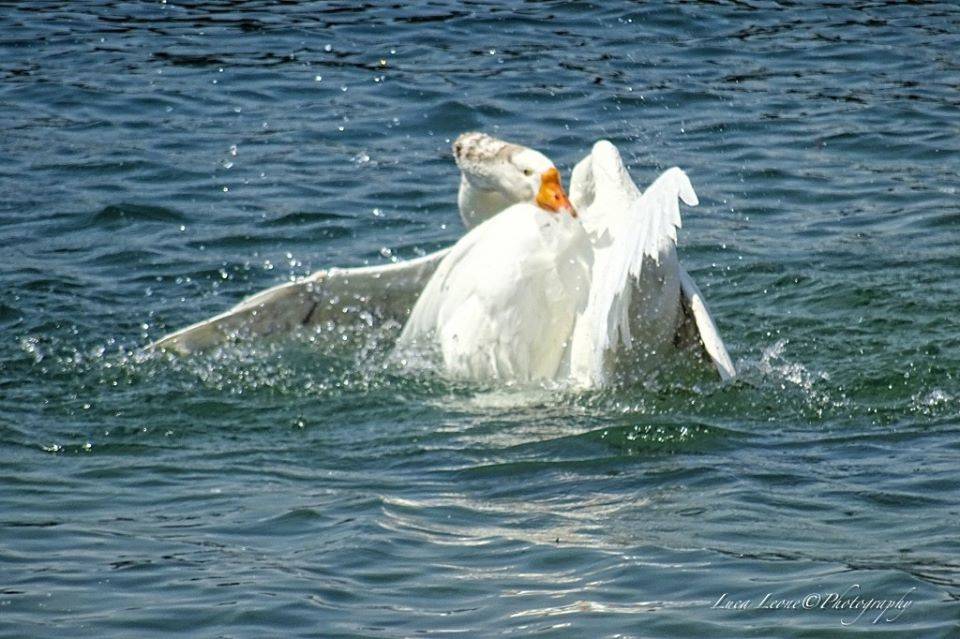 primavera lago maggiore