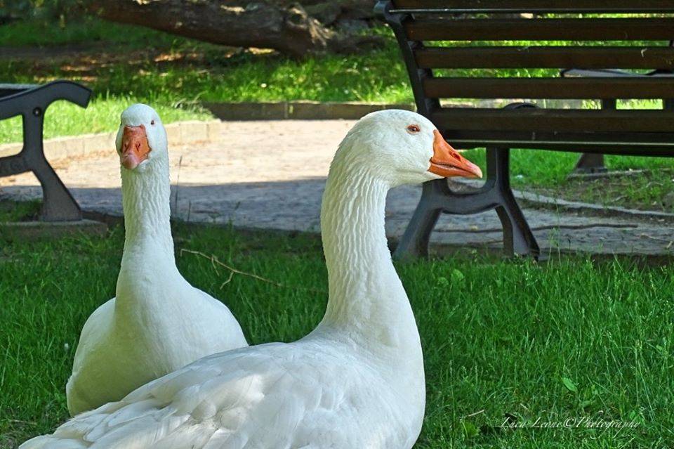 primavera lago maggiore