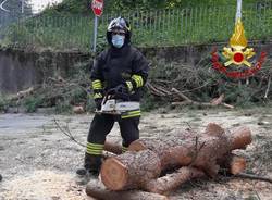 taglio pianta caduta varese