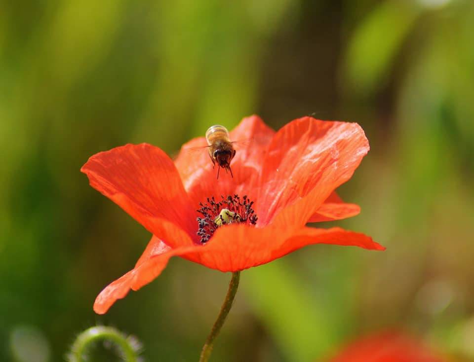 VerbanoNews - Foto del giorno maggio