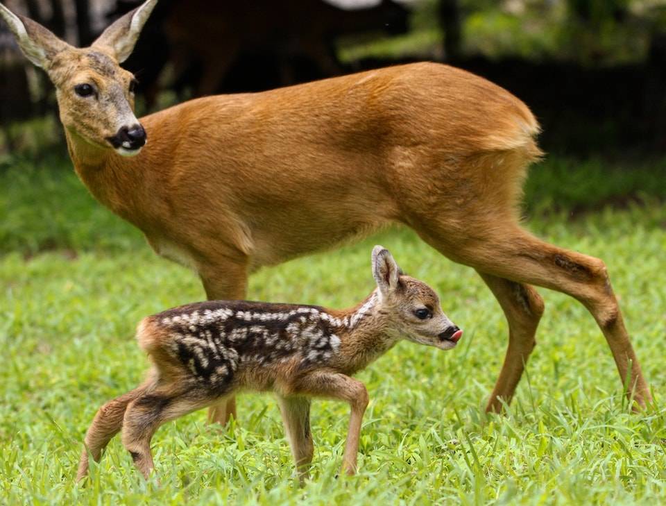 Foto del giorno giugno 2020